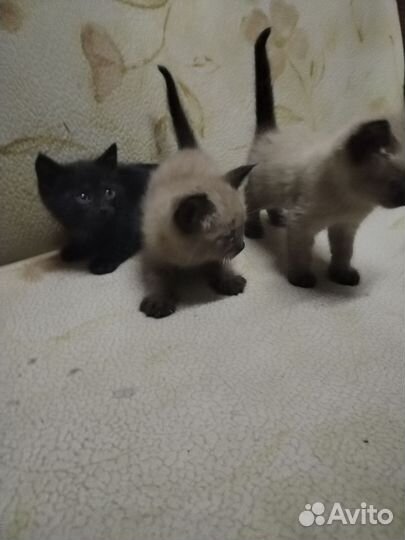 Котята в дар бесплатно