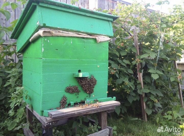 Пчело-семьи