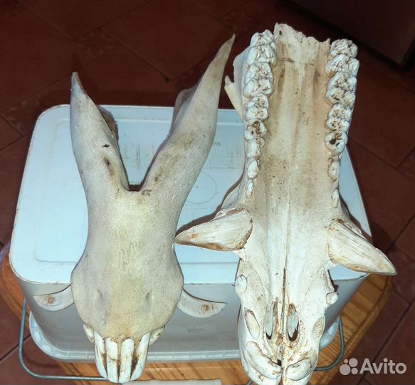 Череп секача