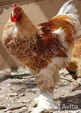 Цыплята,яйцо,куры Брама