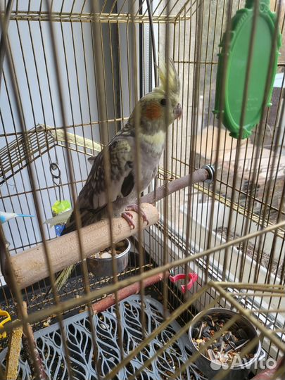 Попугай корелла мальчик