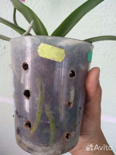 Фаленопсис сортовой