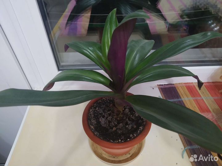 Традесканция рео