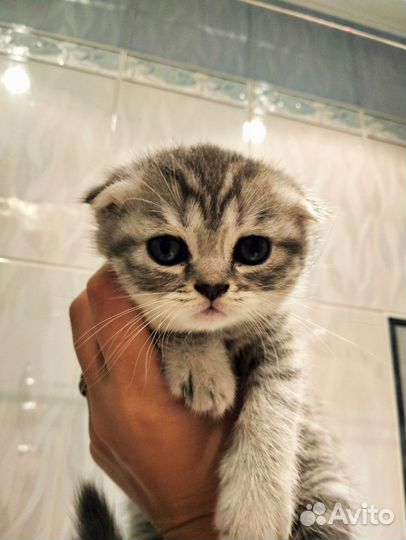 Шотландские кошечки