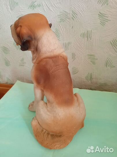 Собака ростовая, сенбернар