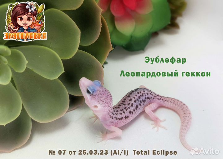 Леопардовый геккон