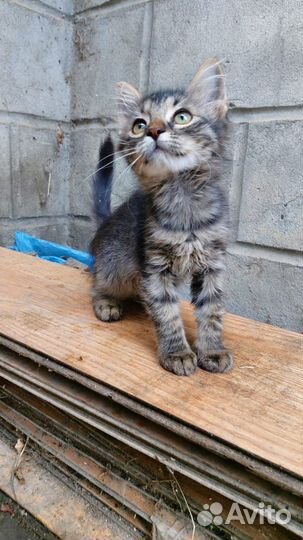 Котята