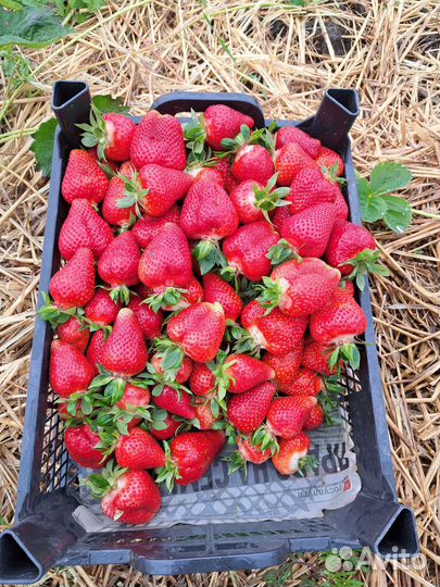 Рассада клубники