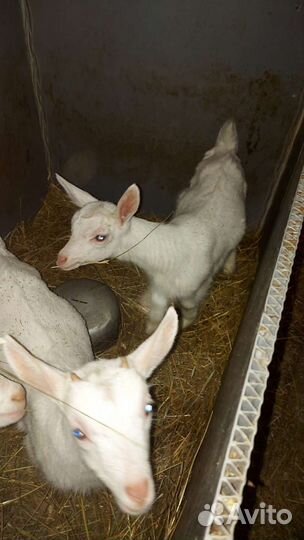 Коза козлята