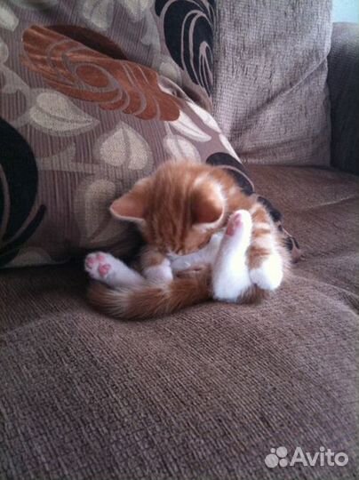 Маленькие рыжие котята 2 мес. в дар