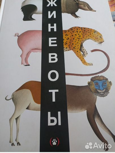 Жиневоты Пито, Жерве