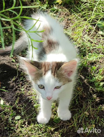 Котята норвежской лесной кошки