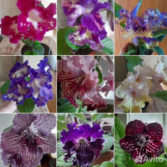 Стрептокарпус (фрагменты)