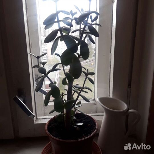 Растения-молочай, алоэ, толстянка, подставки д/цв