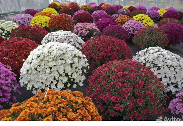 Шаровидные хризантема