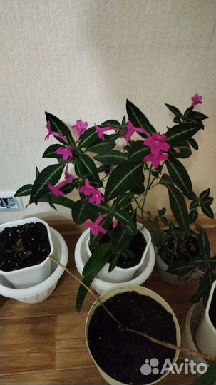 Цветы комнатные