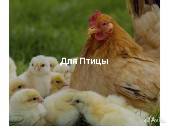 Комбикорм для кур несушек, свиней, собак