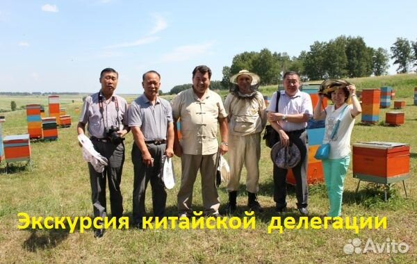 Алтайский мед в омске