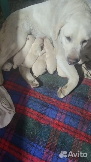 Лабрадор ретривер