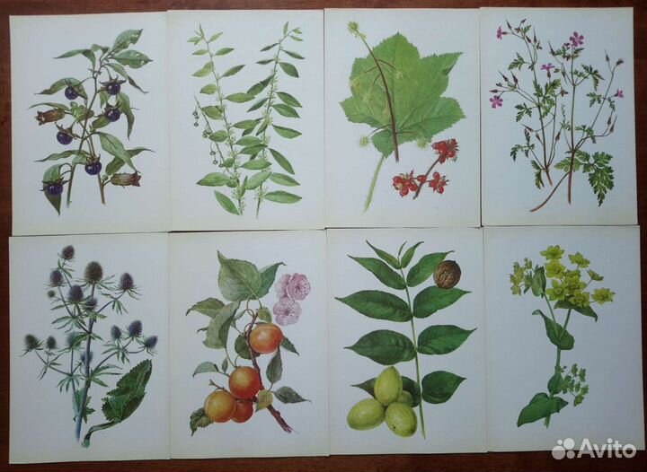 Открытки растения травы