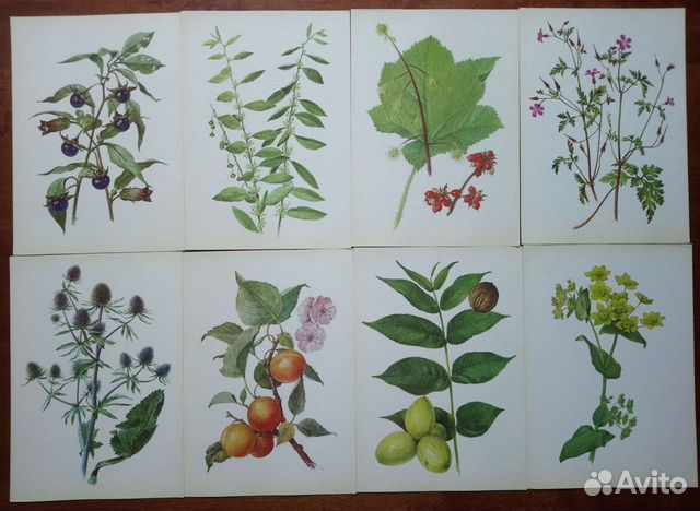 Открытки растения травы