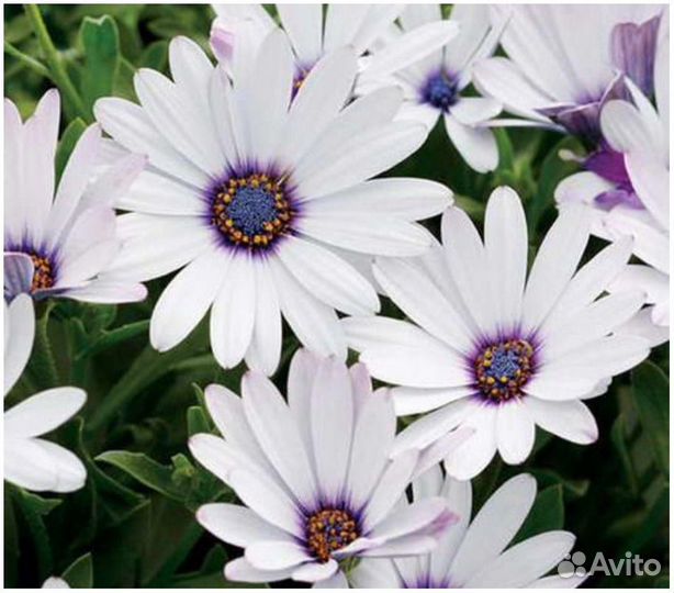 Остеоспермум семена