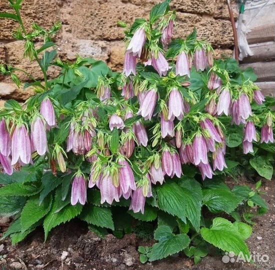 Колокольчик точечный