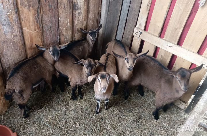 Козы и козлята