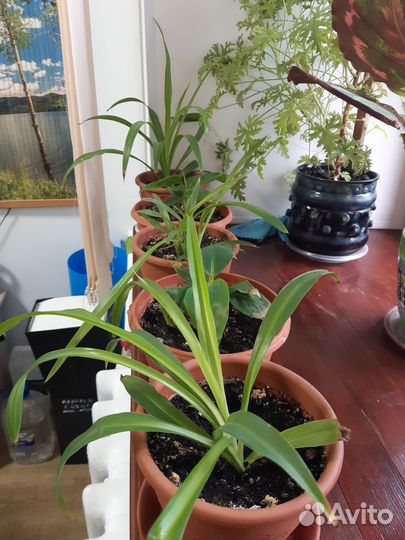 Хлорофитум