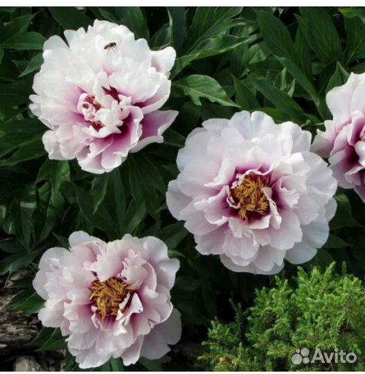 Пионы ито гибриды