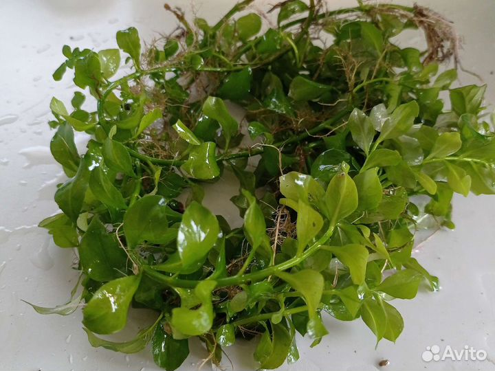 Аквариумные растения бесплатно