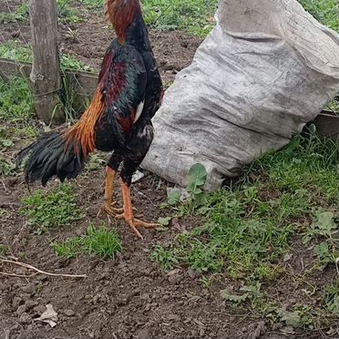 Бойцовые петухи