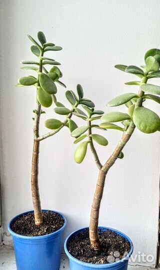 Денежное дерево Тростянка Крассула