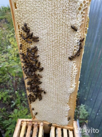 Мёд акация, рамки с медом акации