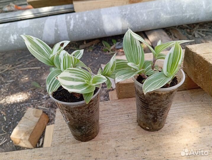 Традесканция