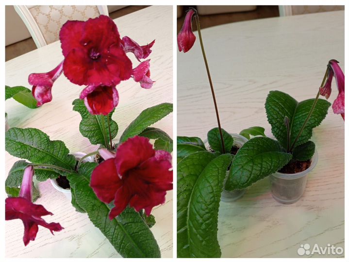 Стрептокарпусы