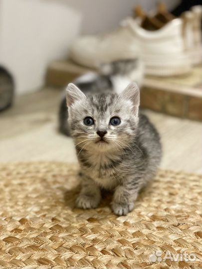 Котенок мальчик