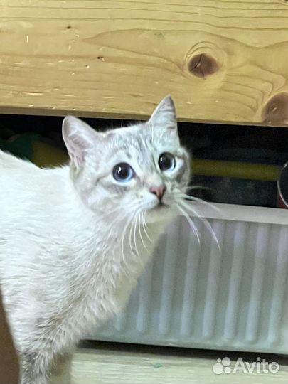 Тайская кошка