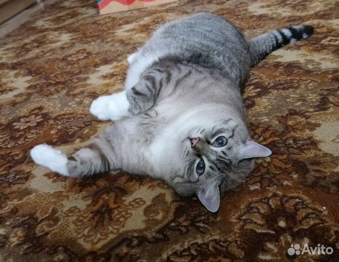 Гостиница для животных