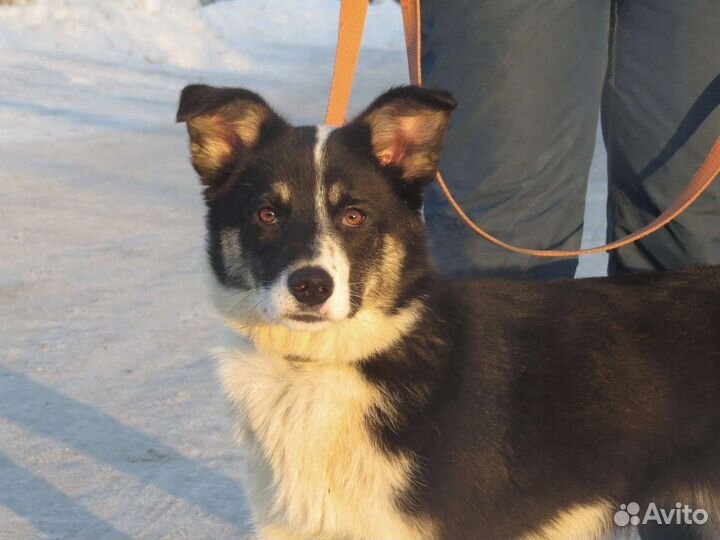 Собака в добрые руки