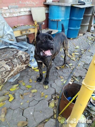 Кане Корсо вязка