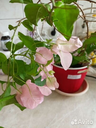 Гибискусы,бугенвиллии, алое, крассула