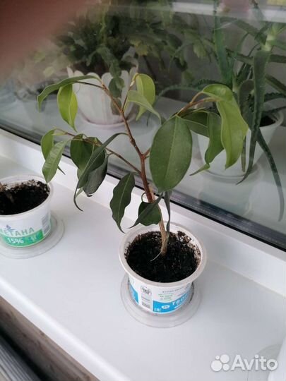 Фикус бенджамина