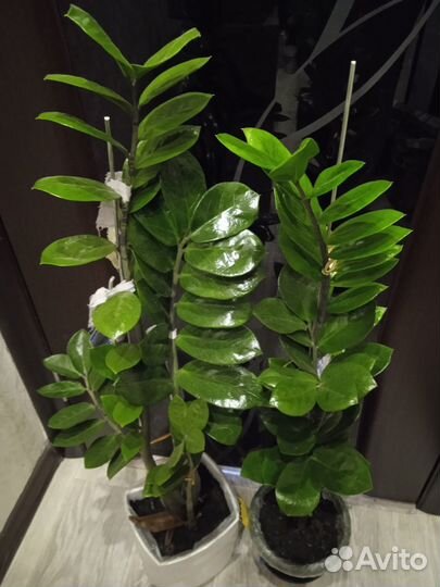 Замиокулькас долларовое дерево цветы в офис