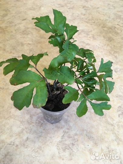 Полисциас, Кодиеум (кротон), крассула (толстянка)