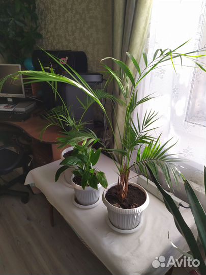 Женское счастье, пальма, денежное дерево