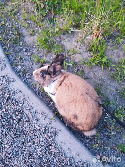 Декоративный кролик