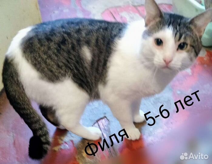 Кот в добрые руки