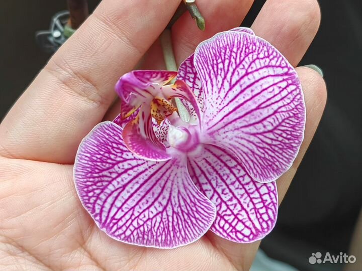 Орхидея фаленопсис бабочка