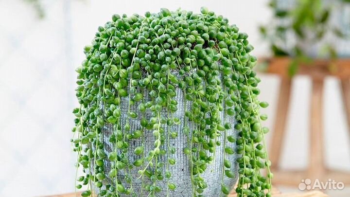 Крестовник роули